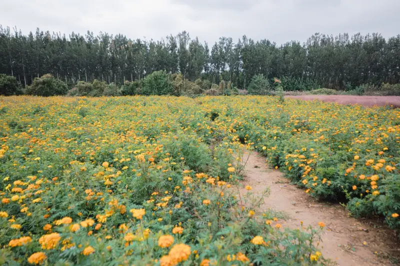 从需求到落地：深圳科技公司承接软件产品开发的完整流程与关键节点